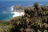 Kap der guten Hoffnung (5) &ndash; &copy; Susanne Schirmann (Eberhardt TRAVEL)