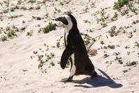 Boulders Beach (3) &ndash; &copy; Susanne Schirmann (Eberhardt TRAVEL)