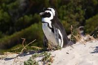 Pinguinkolonie (2) &ndash; &copy; Susanne Schirmann (Eberhardt TRAVEL)