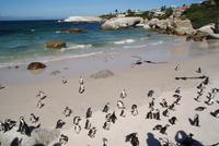 Pinguinkolonie (4) &ndash; &copy; Susanne Schirmann (Eberhardt TRAVEL)