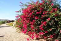 Swartberg Country Manor (10) &ndash; &copy; Susanne Schirmann (Eberhardt TRAVEL)