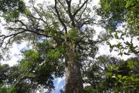 Big Tree &ndash; &copy; Susanne Schirmann (Eberhardt TRAVEL)