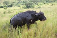 Büffel im Hluhluwe Nationalpark (3) &ndash; &copy; Susanne Schirmann (Eberhardt TRAVEL)