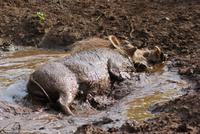 Warzenschwein (2) &ndash; &copy; Susanne Schirmann (Eberhardt TRAVEL)