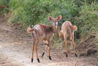 Nyala Kühe &ndash; &copy; Susanne Schirmann (Eberhardt TRAVEL)