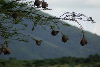 Webervogelnester &ndash; &copy; Susanne Schirmann (Eberhardt TRAVEL)