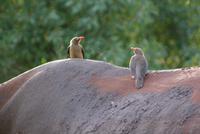 Madenhacker (2) &ndash; &copy; Susanne Schirmann (Eberhardt TRAVEL)