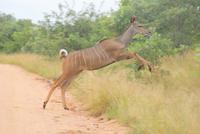 Kudu (2) &ndash; &copy; Susanne Schirmann (Eberhardt TRAVEL)
