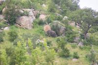 Elefant &ndash; &copy; Susanne Schirmann (Eberhardt TRAVEL)