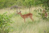 Impala &ndash; &copy; Susanne Schirmann (Eberhardt TRAVEL)