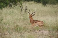Impala (2) &ndash; &copy; Susanne Schirmann (Eberhardt TRAVEL)