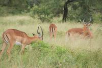 Impallas &ndash; &copy; Susanne Schirmann (Eberhardt TRAVEL)