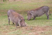 Warzenschweine &ndash; &copy; Susanne Schirmann (Eberhardt TRAVEL)