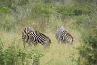 Steppenzebras &ndash; &copy; Susanne Schirmann (Eberhardt TRAVEL)