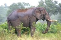 Elefantenbulle &ndash; &copy; Susanne Schirmann (Eberhardt TRAVEL)