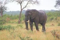 Elefantenbulle (2) &ndash; &copy; Susanne Schirmann (Eberhardt TRAVEL)