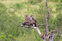 Geier (2) &ndash; &copy; Susanne Schirmann (Eberhardt TRAVEL)