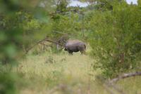 Nashorn &ndash; &copy; Susanne Schirmann (Eberhardt TRAVEL)