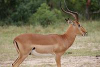 Impala (3) &ndash; &copy; Susanne Schirmann (Eberhardt TRAVEL)