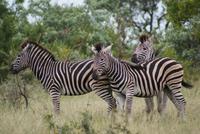 Steppenzebras (4) &ndash; &copy; Susanne Schirmann (Eberhardt TRAVEL)