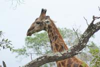 Giraffenbulle (2) &ndash; &copy; Susanne Schirmann (Eberhardt TRAVEL)