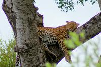Leopard &ndash; &copy; Susanne Schirmann (Eberhardt TRAVEL)