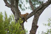 Leopard (3) &ndash; &copy; Susanne Schirmann (Eberhardt TRAVEL)