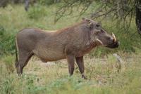 Warzenschweine (4) &ndash; &copy; Susanne Schirmann (Eberhardt TRAVEL)