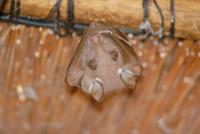 Fledermaus