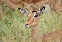 Impala (4) &ndash; &copy; Susanne Schirmann (Eberhardt TRAVEL)
