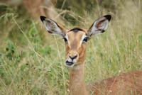 Impala (5) &ndash; &copy; Susanne Schirmann (Eberhardt TRAVEL)