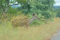 Kudu (3) &ndash; &copy; Susanne Schirmann (Eberhardt TRAVEL)
