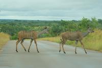 Kudus &ndash; &copy; Susanne Schirmann (Eberhardt TRAVEL)