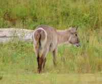Wasserbock (2) &ndash; &copy; Susanne Schirmann (Eberhardt TRAVEL)