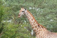 Giraffe (3) &ndash; &copy; Susanne Schirmann (Eberhardt TRAVEL)