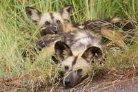 Wildhunde (6) &ndash; &copy; Susanne Schirmann (Eberhardt TRAVEL)
