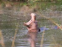 Hippo im Nkambeni Safari Camp (2) &ndash; &copy; Susanne Schirmann (Eberhardt TRAVEL)
