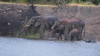 Bootsfahrt auf dem Zambezi (7) &ndash; &copy; Susanne Schirmann (Eberhardt TRAVEL)
