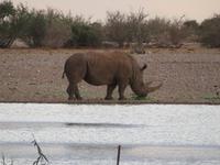 Lapa Lange Nashorn &ndash; &copy; Kathrin Mickan (Eberhardt TRAVEL)