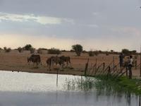 Lapa Lange Wasserloch &ndash; &copy; Kathrin Mickan (Eberhardt TRAVEL)