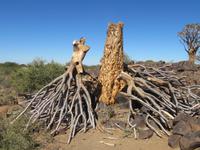der ist abgestorben &ndash; &copy; Kathrin Mickan (Eberhardt TRAVEL)
