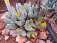 lebende Steine &ndash; &copy; Kathrin Mickan (Eberhardt TRAVEL)