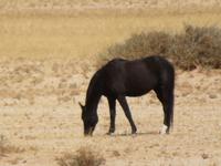 Wild Horses &ndash; &copy; Kathrin Mickan (Eberhardt TRAVEL)