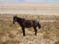Wild Horses &ndash; &copy; Kathrin Mickan (Eberhardt TRAVEL)