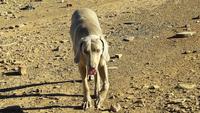 Farmhund Otto &ndash; &copy; Kathrin Mickan (Eberhardt TRAVEL)
