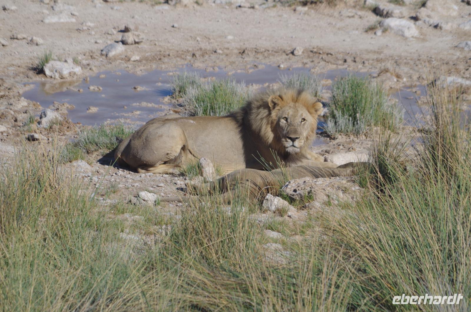 Etosha Nationalpark &ndash; &copy; Annett Müller (Eberhardt TRAVEL)