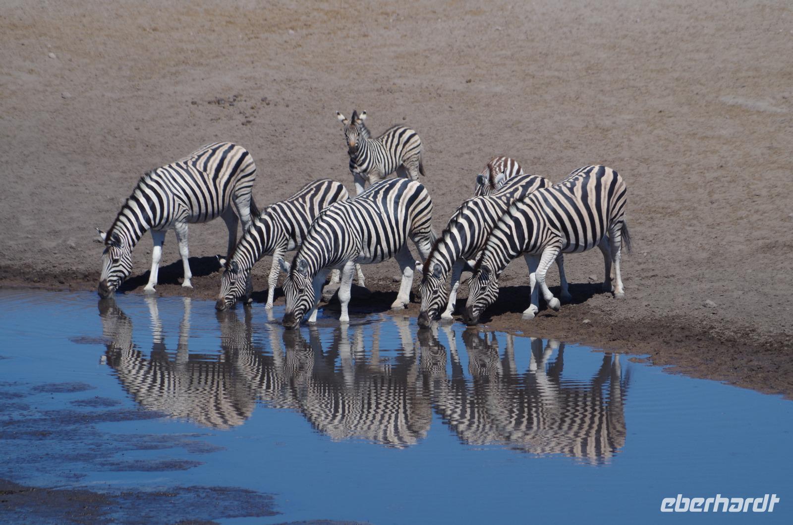 Etosha Nationalpark &ndash; &copy; Annett Müller (Eberhardt TRAVEL)
