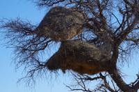 Okanjati Game Reserve - Webervogelnest &ndash; &copy; Annett Müller (Eberhardt TRAVEL)