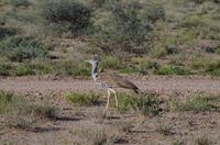 Okanjati Game Reserve - Riesentrappe &ndash; &copy; Annett Müller (Eberhardt TRAVEL)