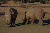 Namibia - Breitmaulnashorn &ndash; &copy; Annett Müller (Eberhardt TRAVEL)